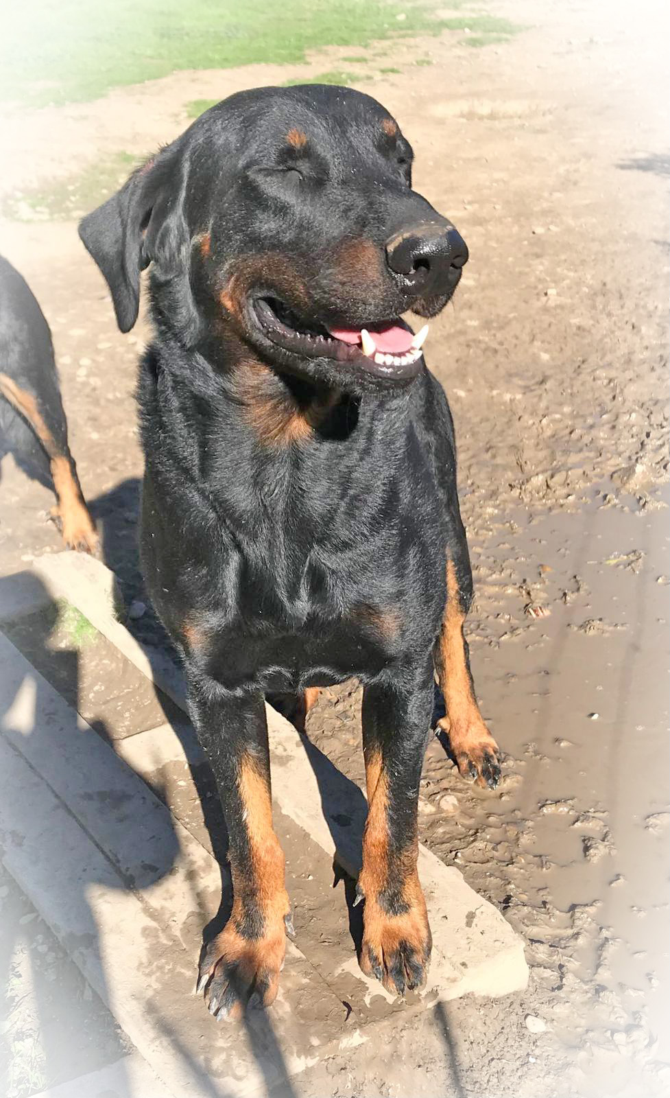 beauceron noir et feu fros gabaris domaine de la licorne Barras